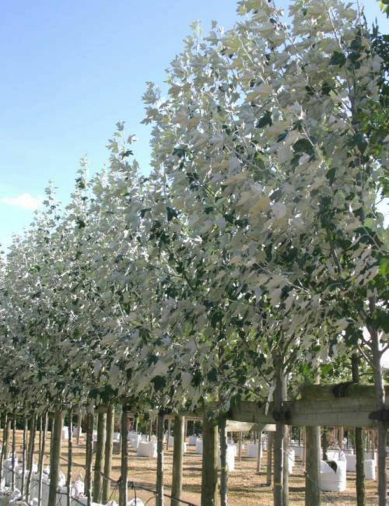 Populus Alba Тополь белый
