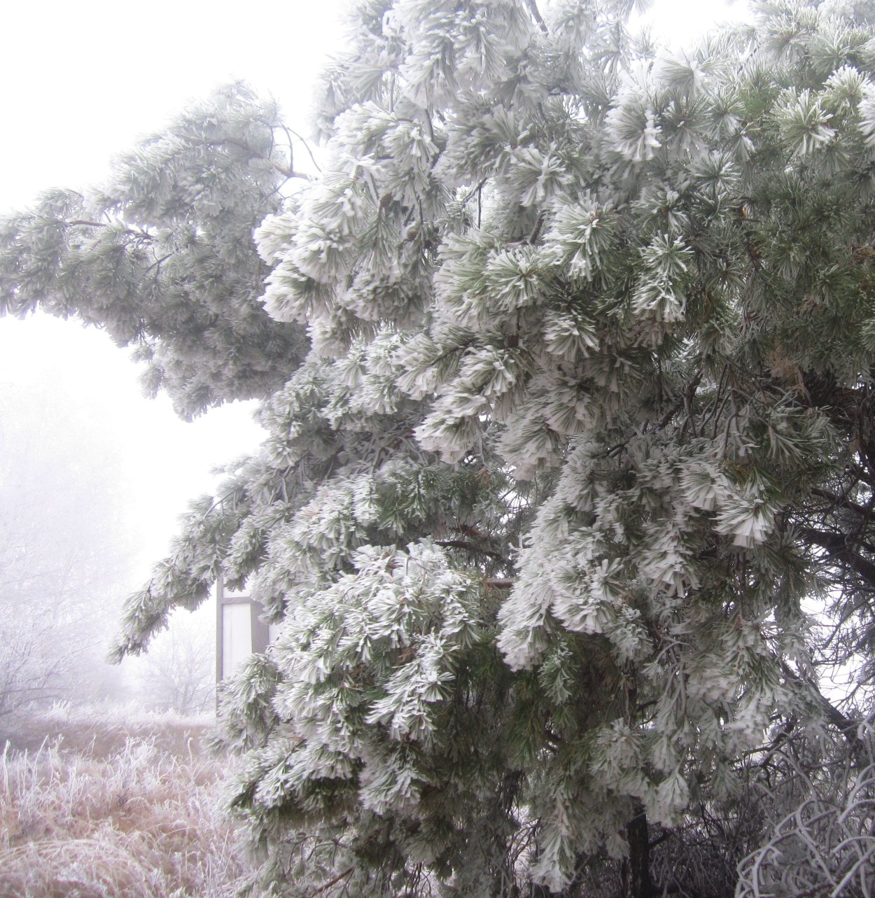 Дерево Бунхозия серебристая