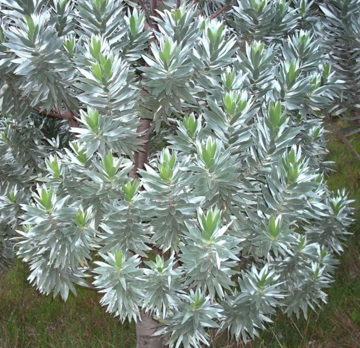 Leucadendron argenteum