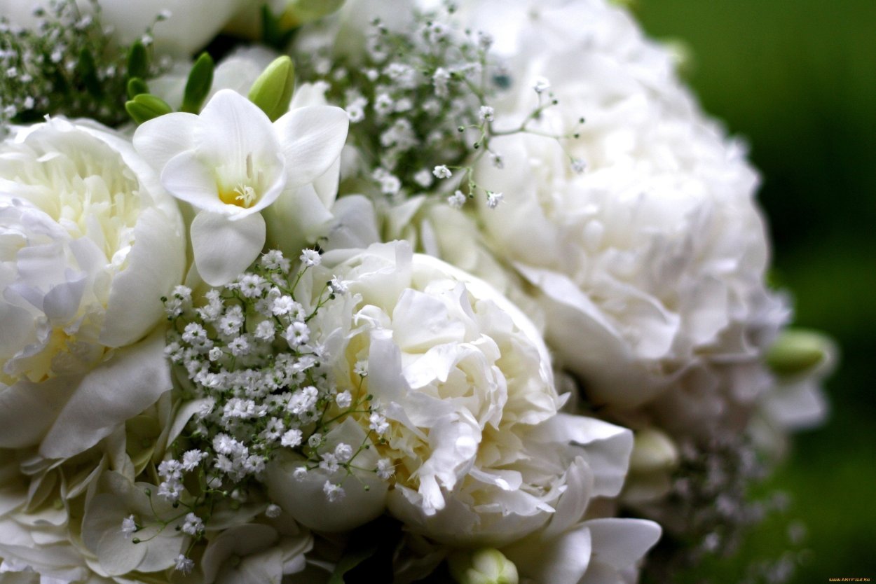 Белые пионы