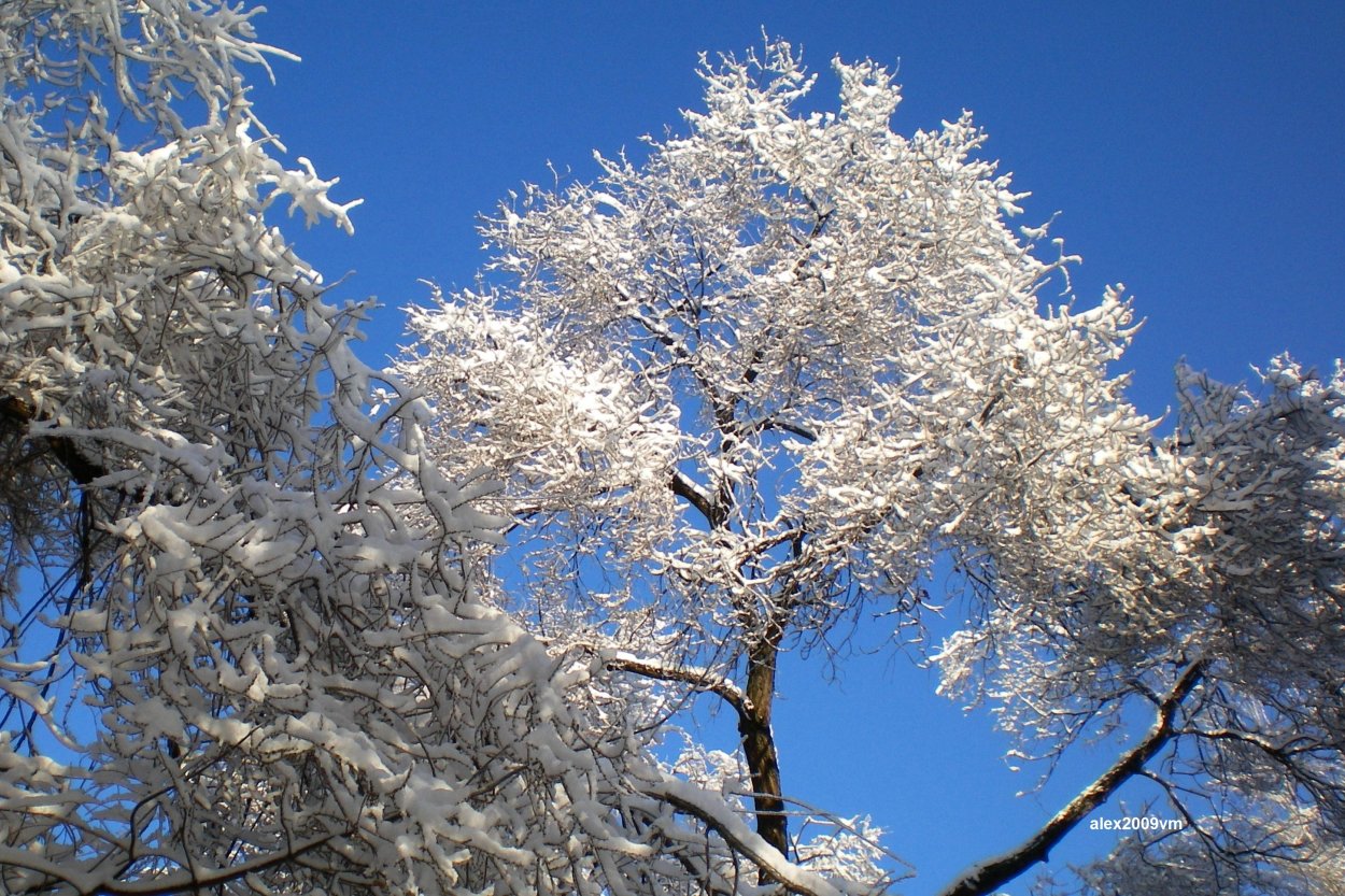 Снег на ветках деревьев