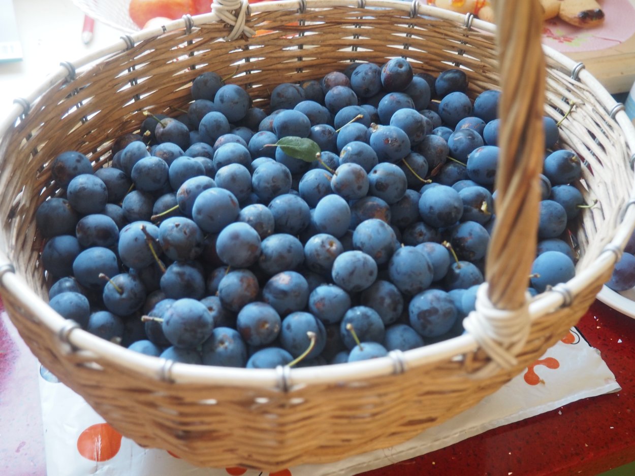 Терн Крымский