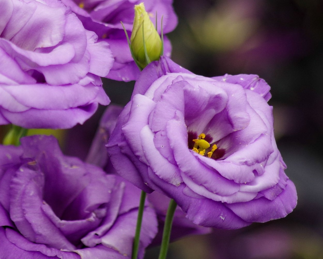 Эустома Рози