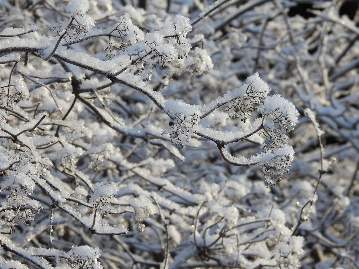 Деревья в зимнем серебре