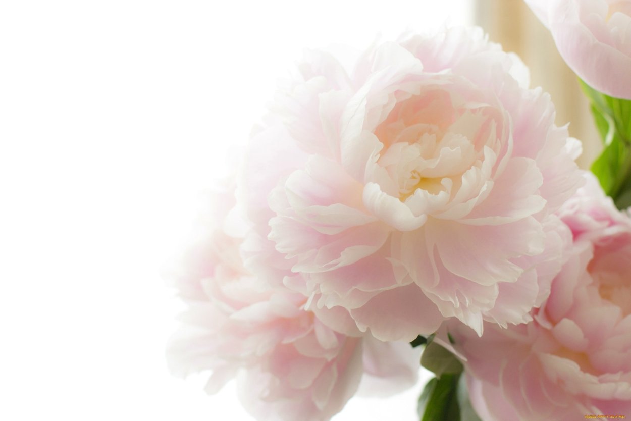 Белые пионы