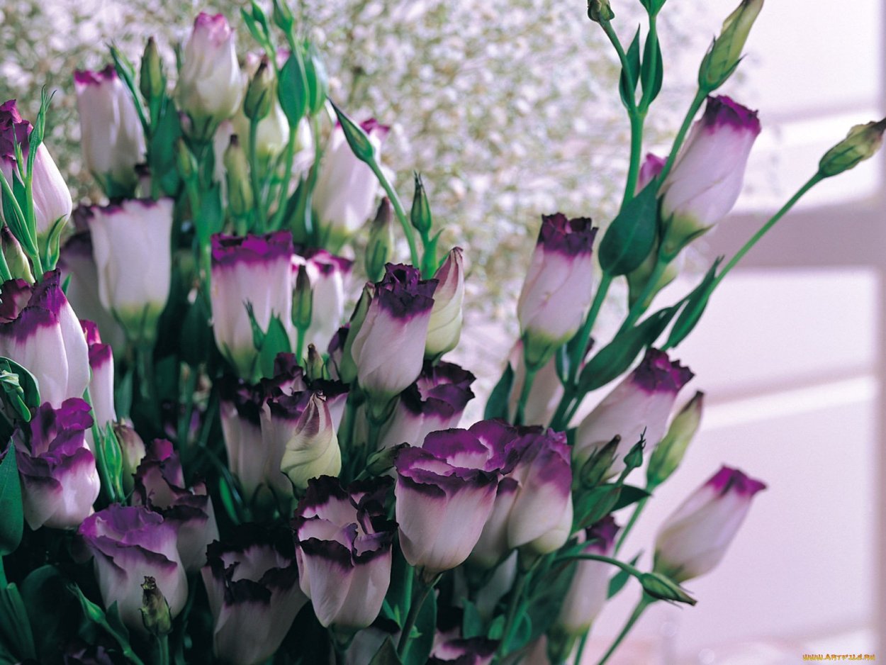 Эустома цветок