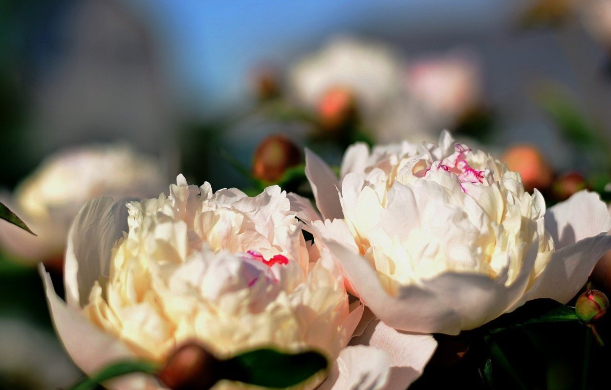 Белые пионы