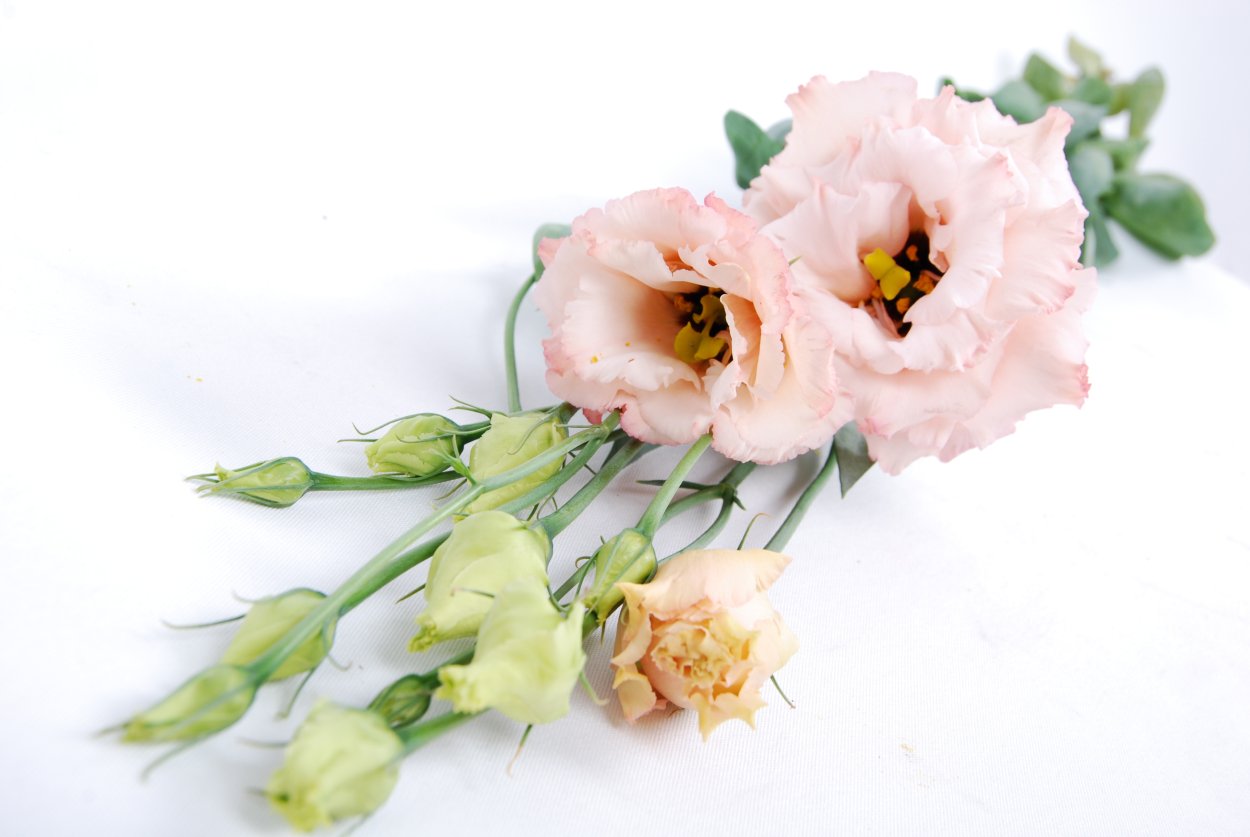 Эустома Алиса Пинк