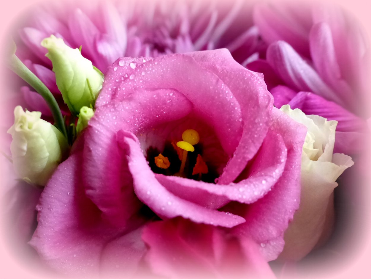 Клоустома цветы