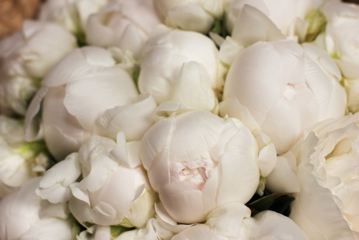 Дюшес Немур пион букет