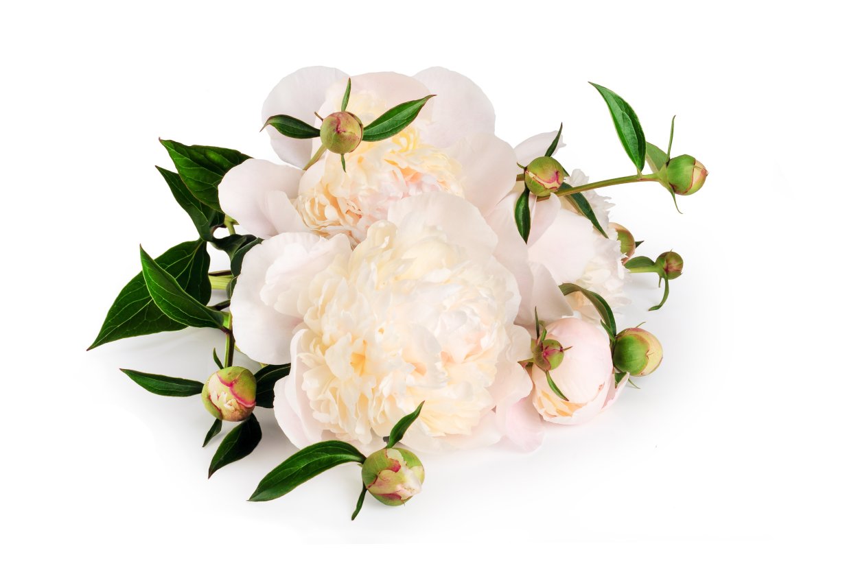 Пионы бутоны букет