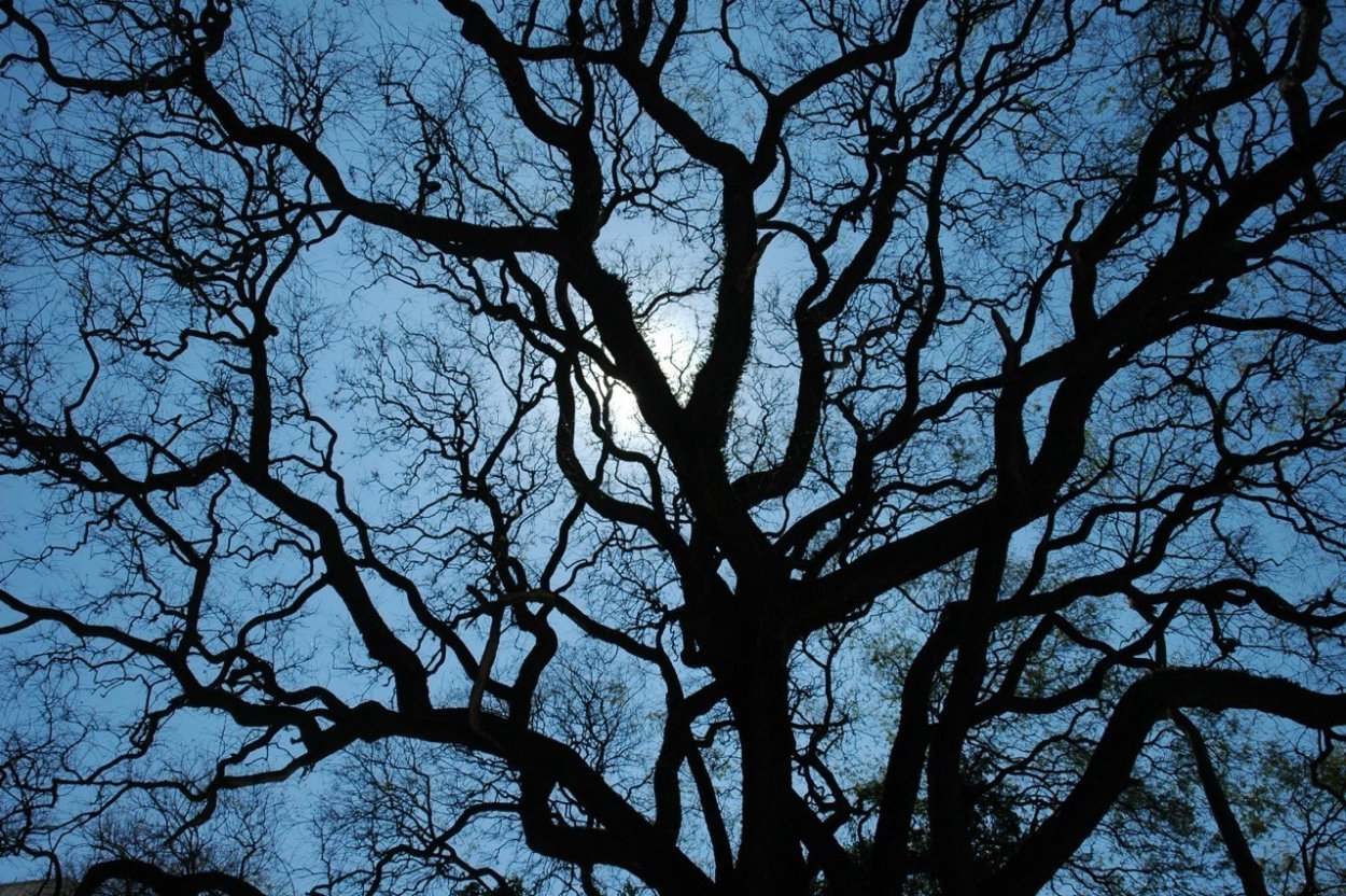 Фрактальные деревья