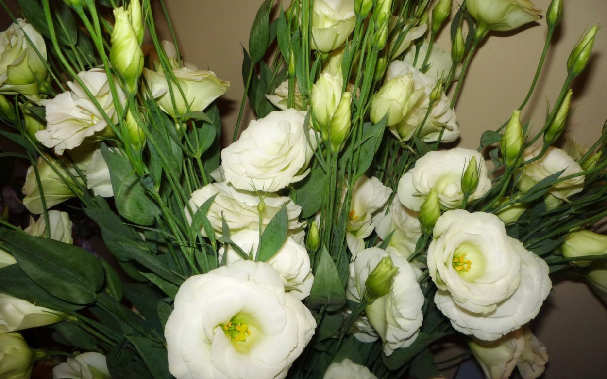 Ирландская роза эустома