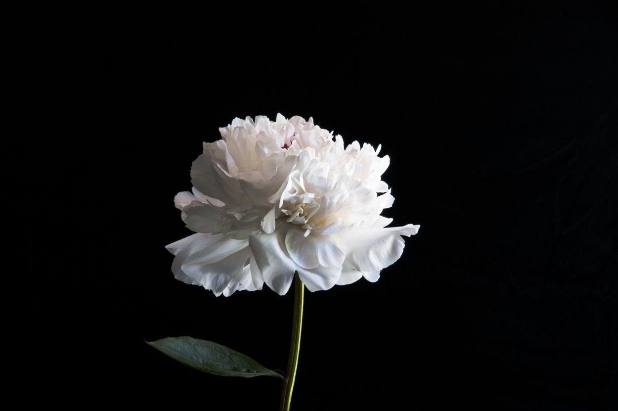 White Peony Wallpaper пион