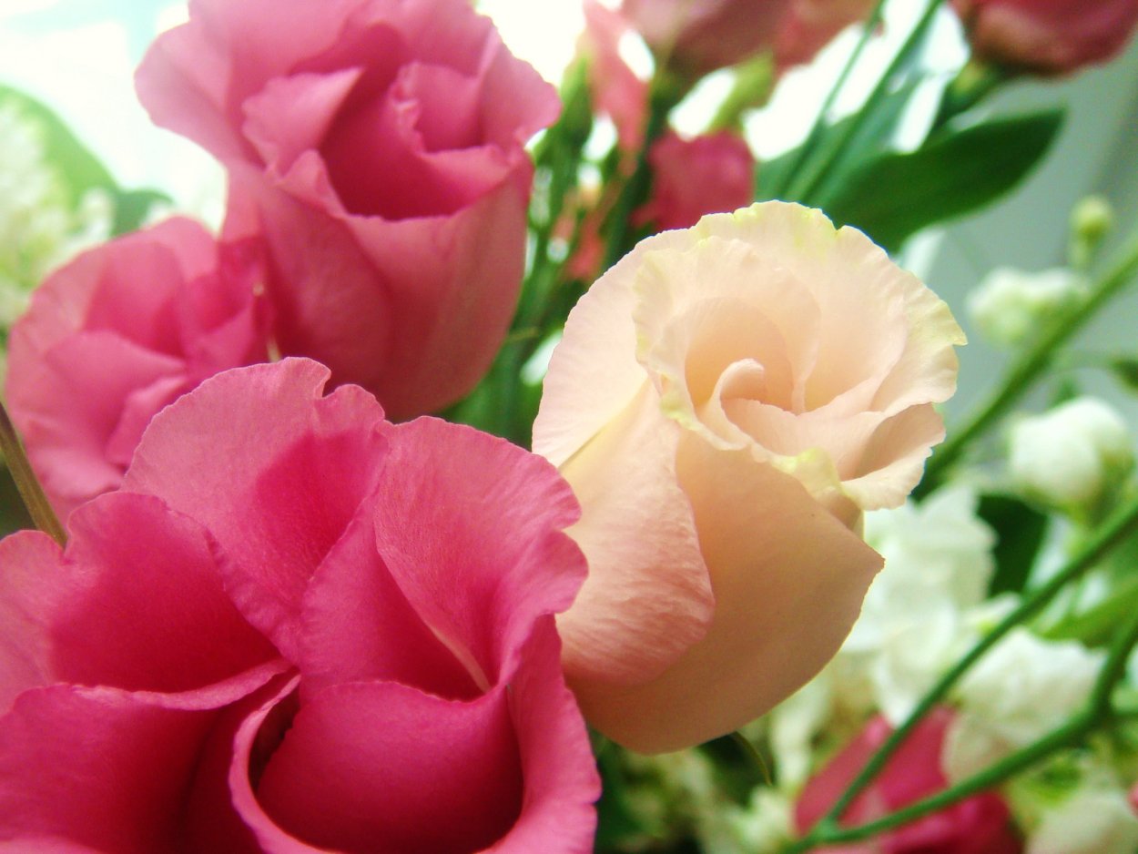 Калла белопятнистая