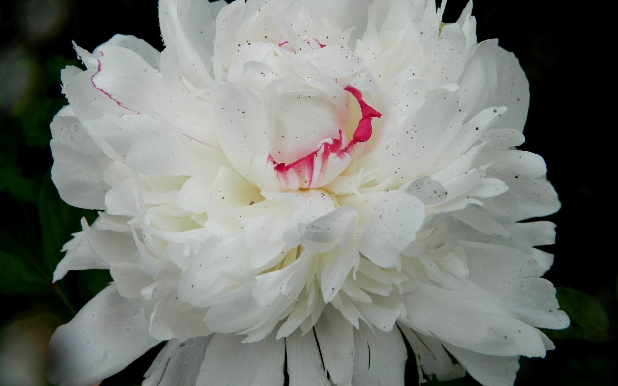 Пион Джонсон белый