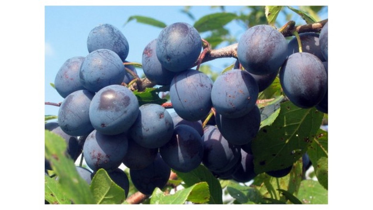 Слива Анна Шпет