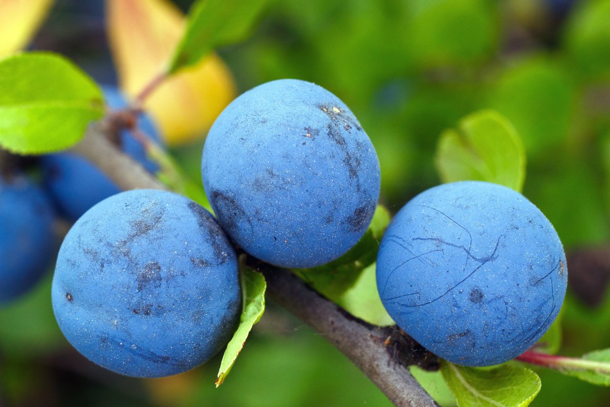 Терн, тернослива