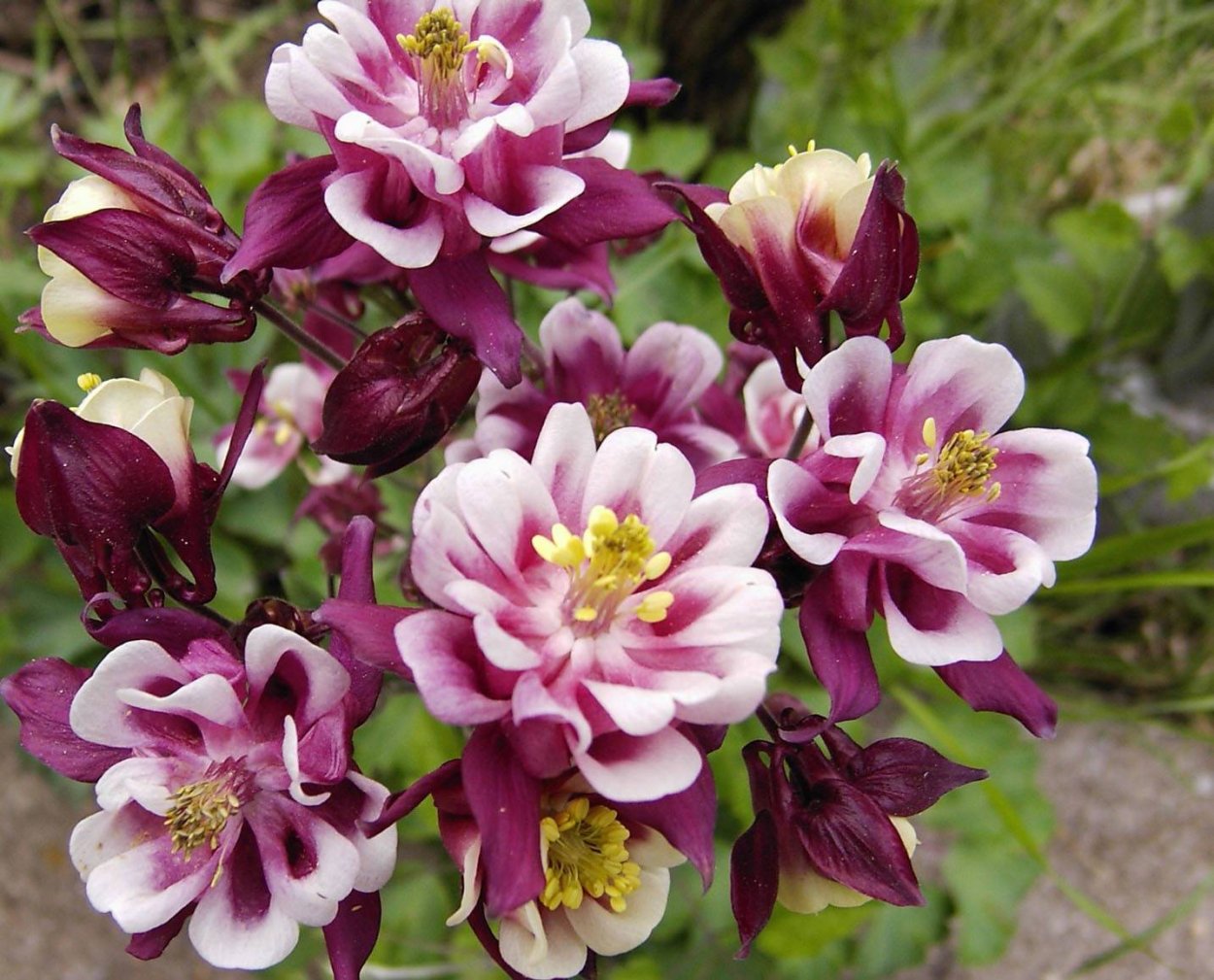 Красивые цветы