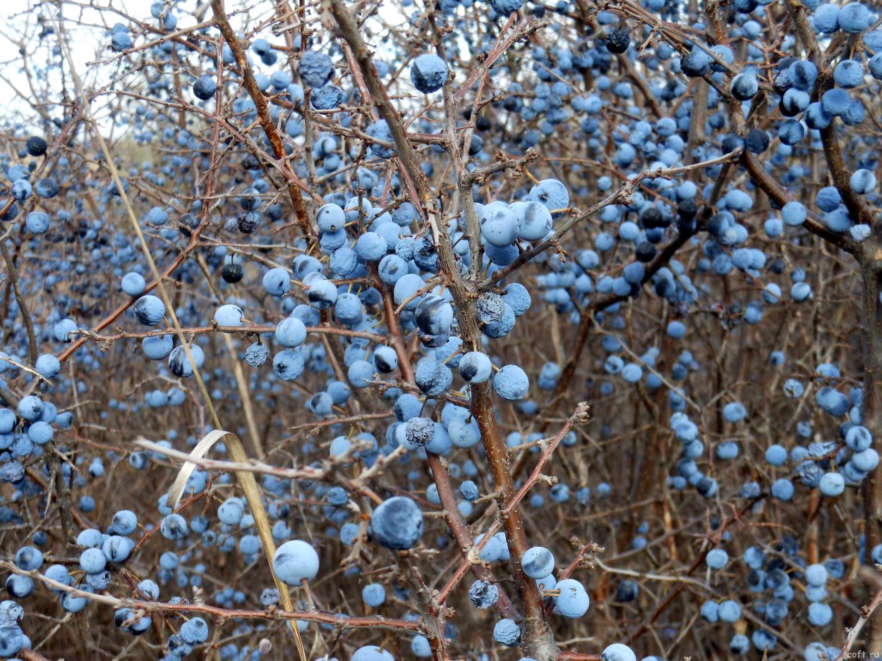 Тёрн Терновый куст