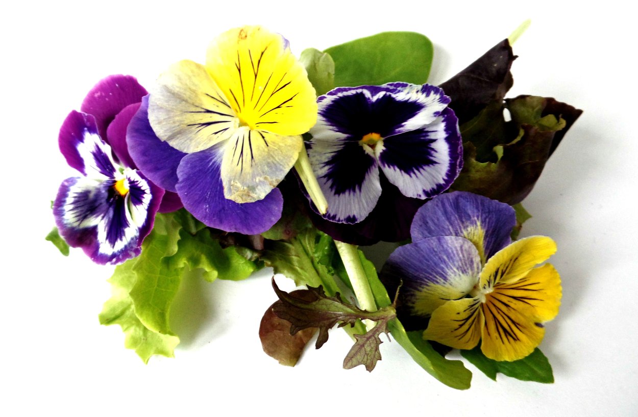 Купецио Анютины глазки