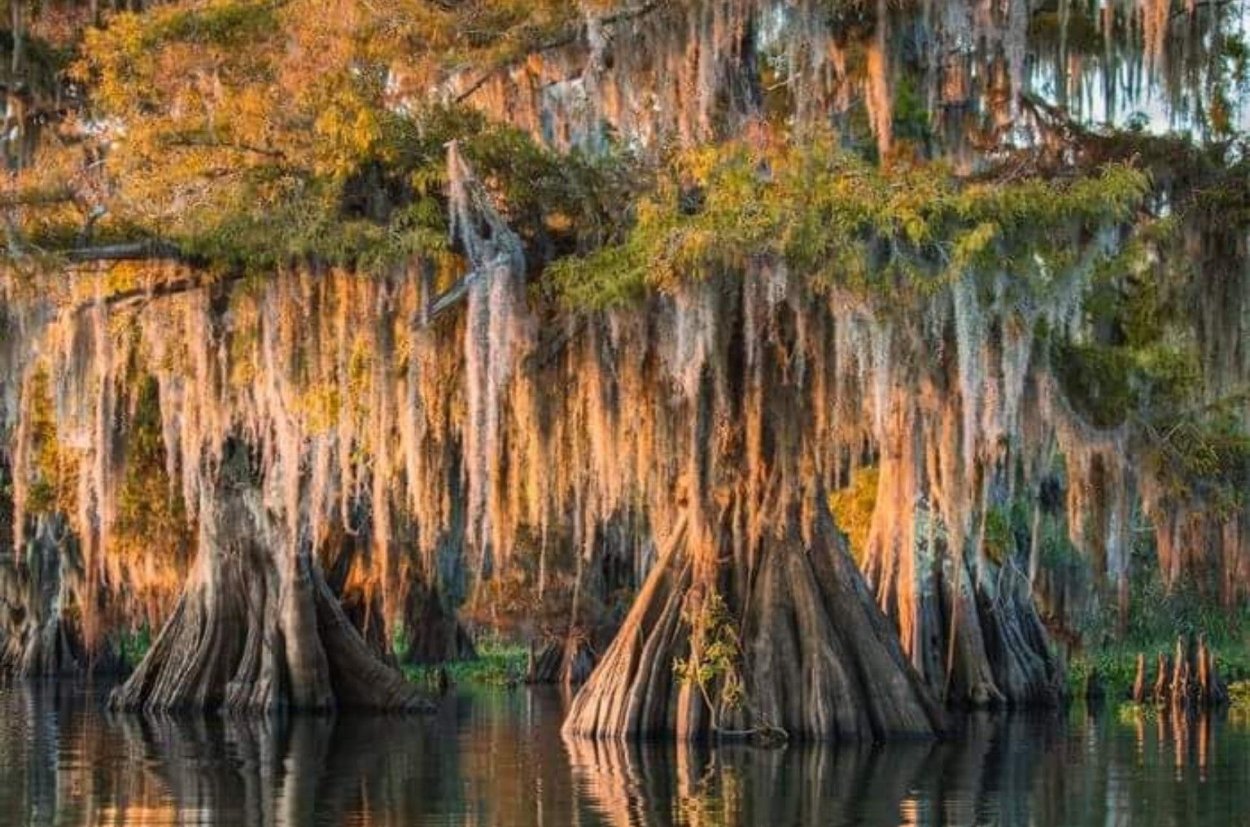 Луизиана сазалар