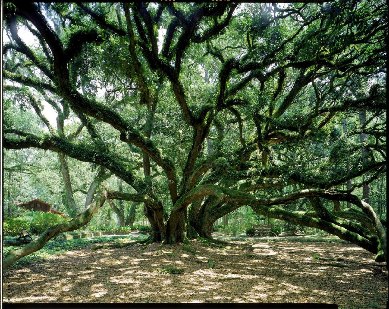 Филиппины национальное дерево Нарра