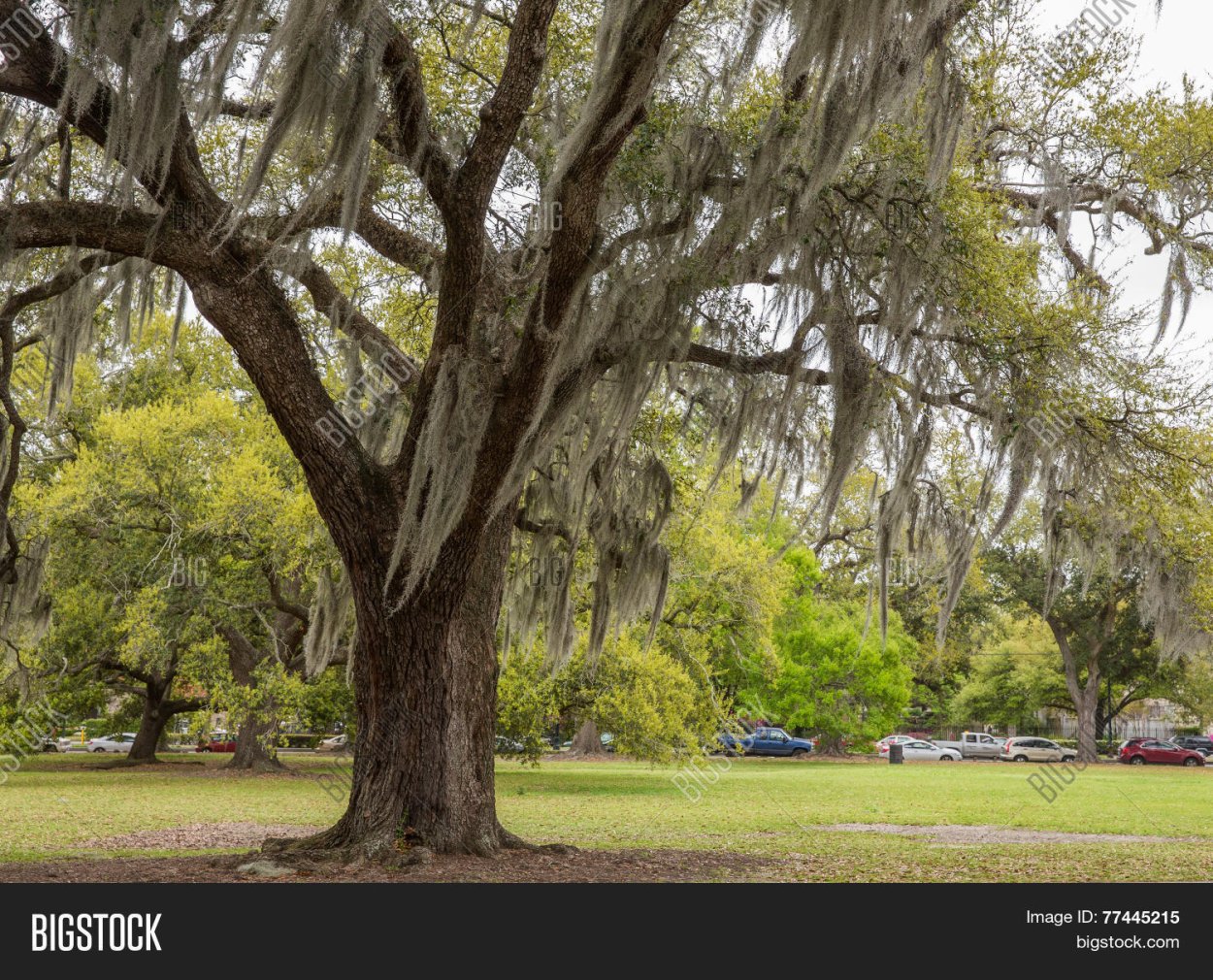 Новый Орлеан деревья