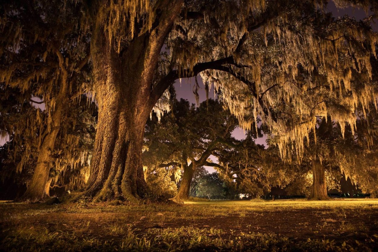 Поля Луизианы