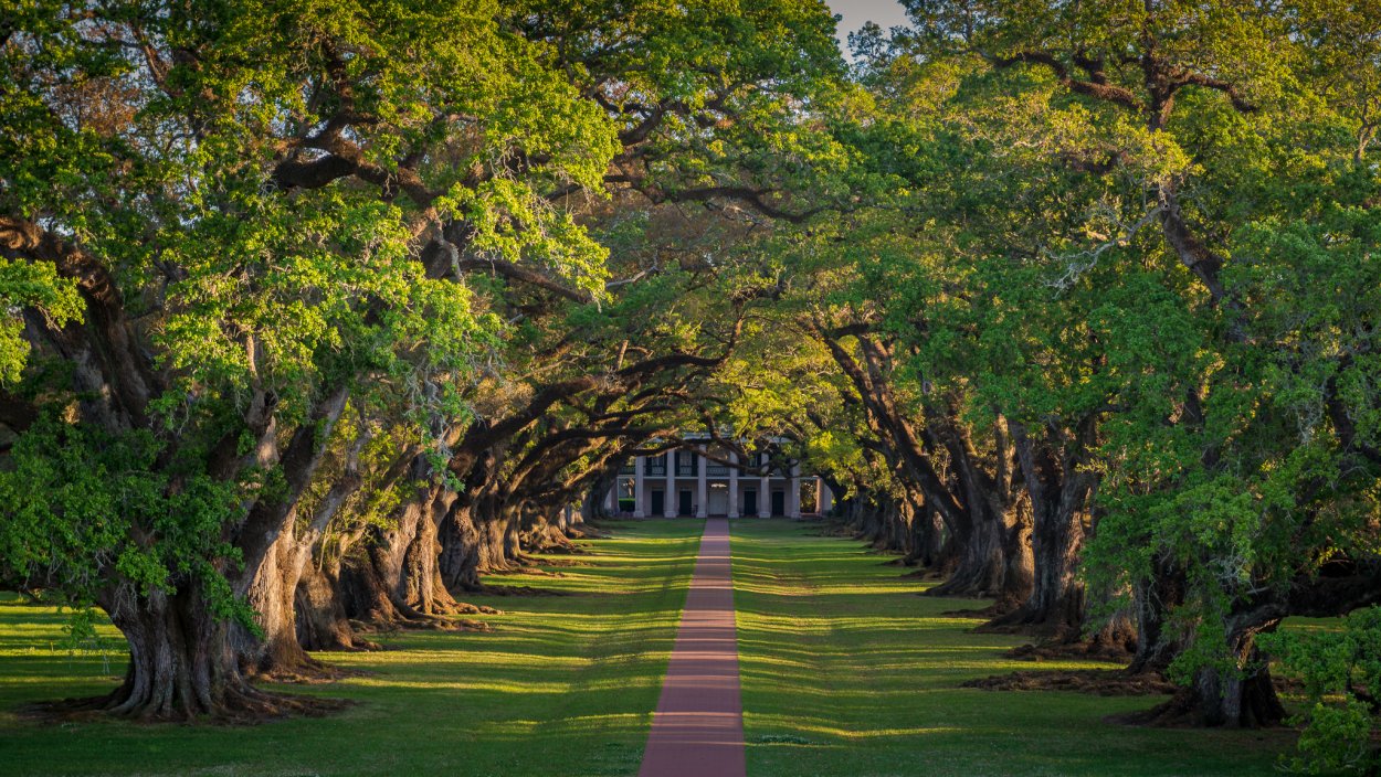 Луизиана деревья