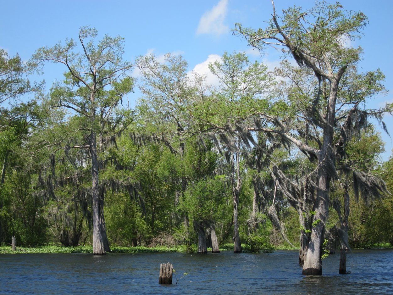 Russell Bayou место в мире