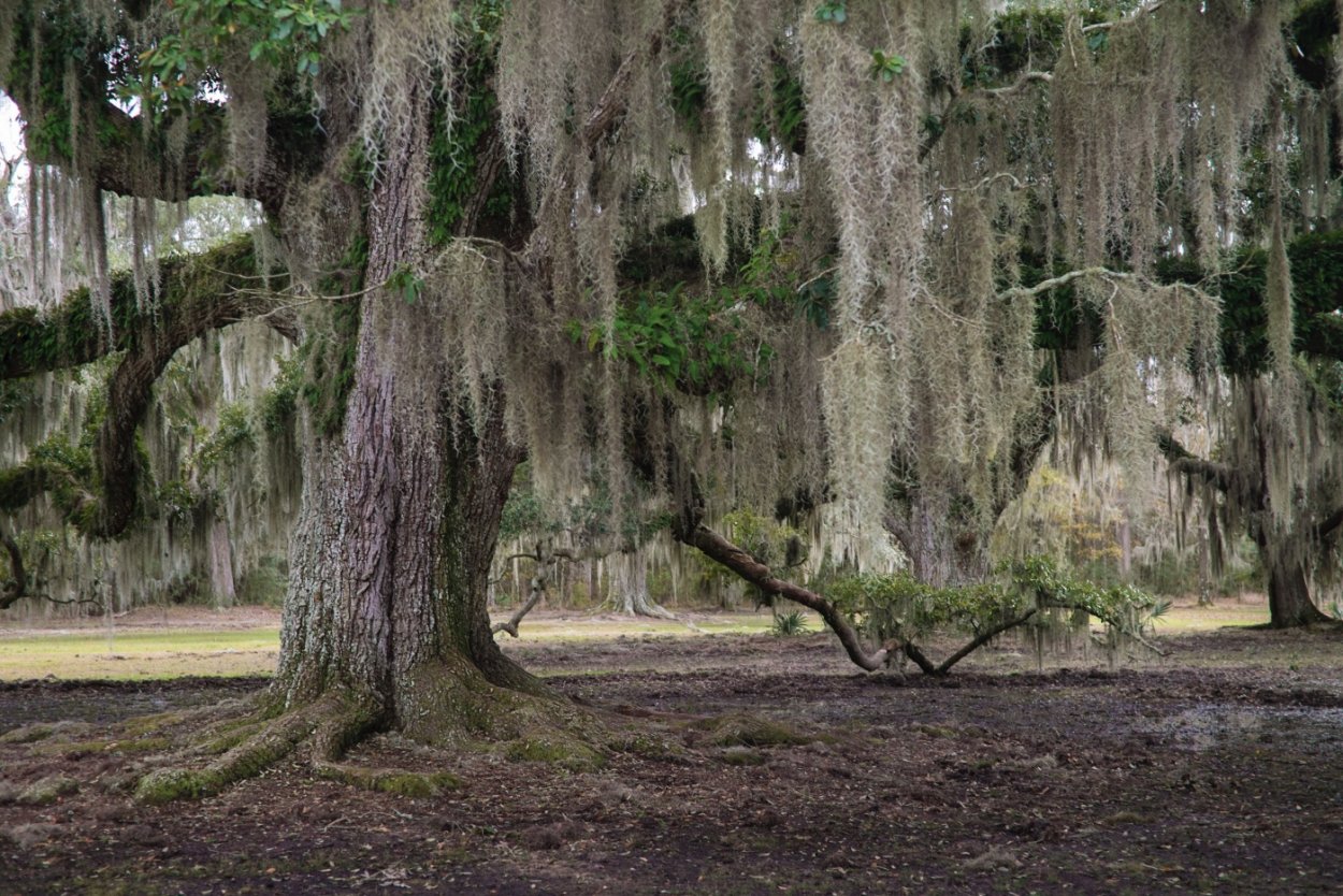 Мангровые леса Луизиана