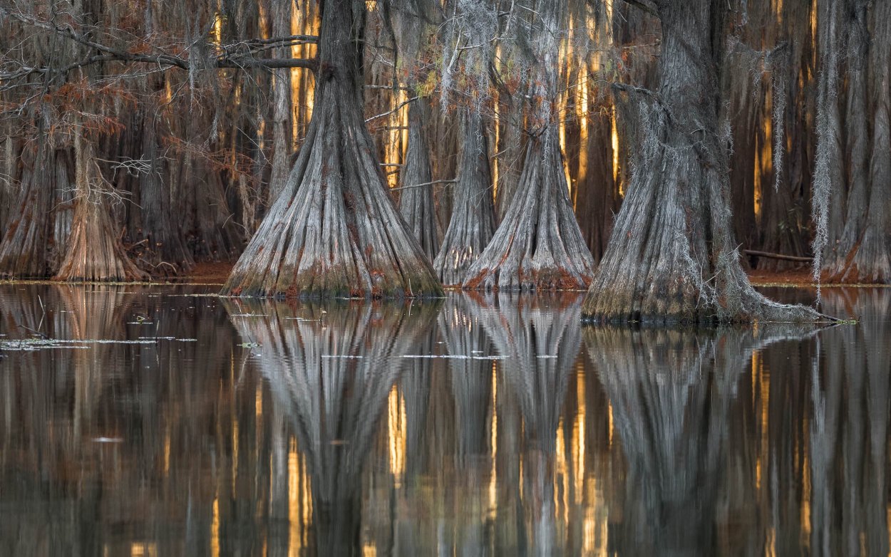 Дерево дуб Кадриорг