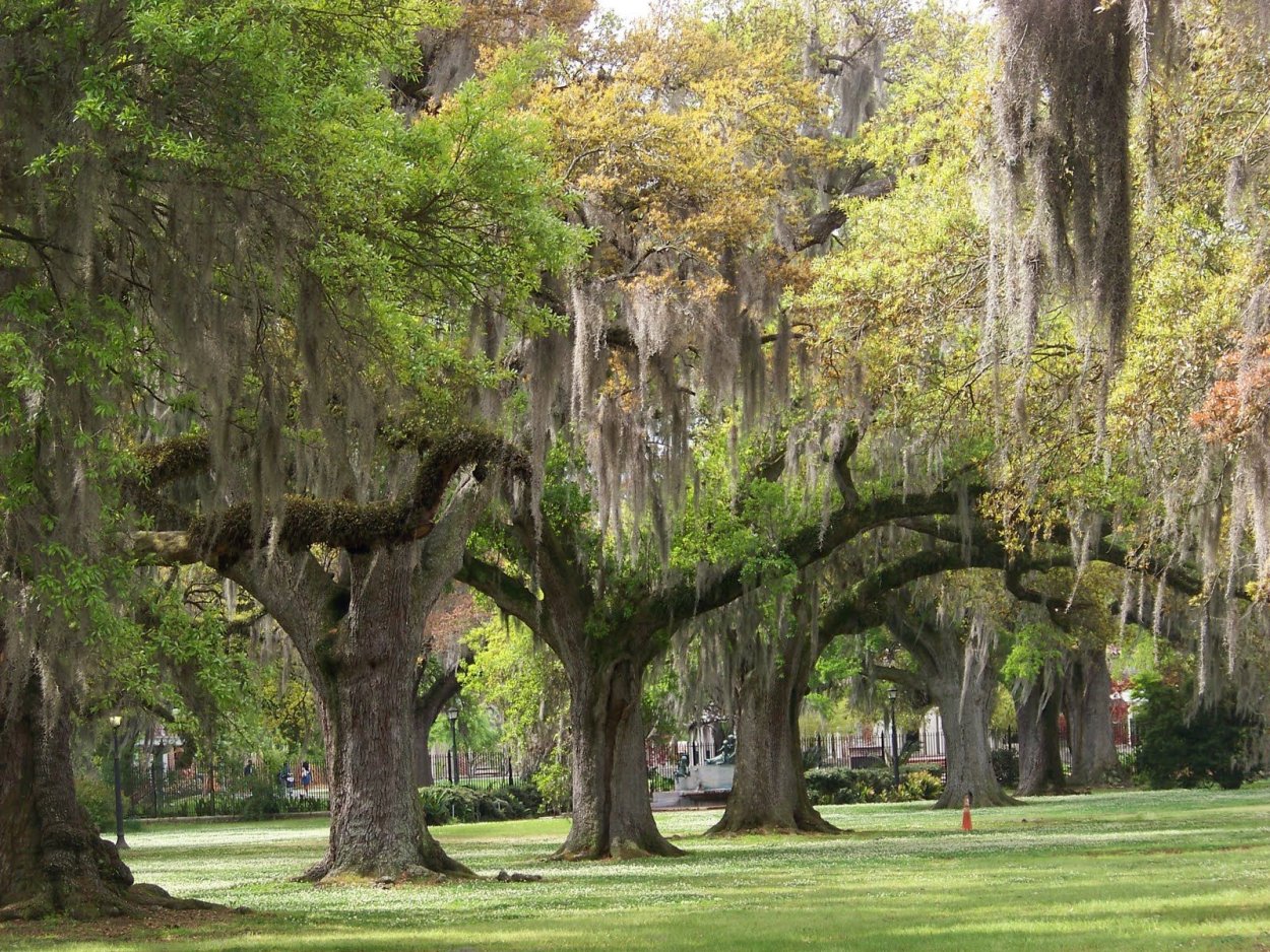 Орлеан дерево