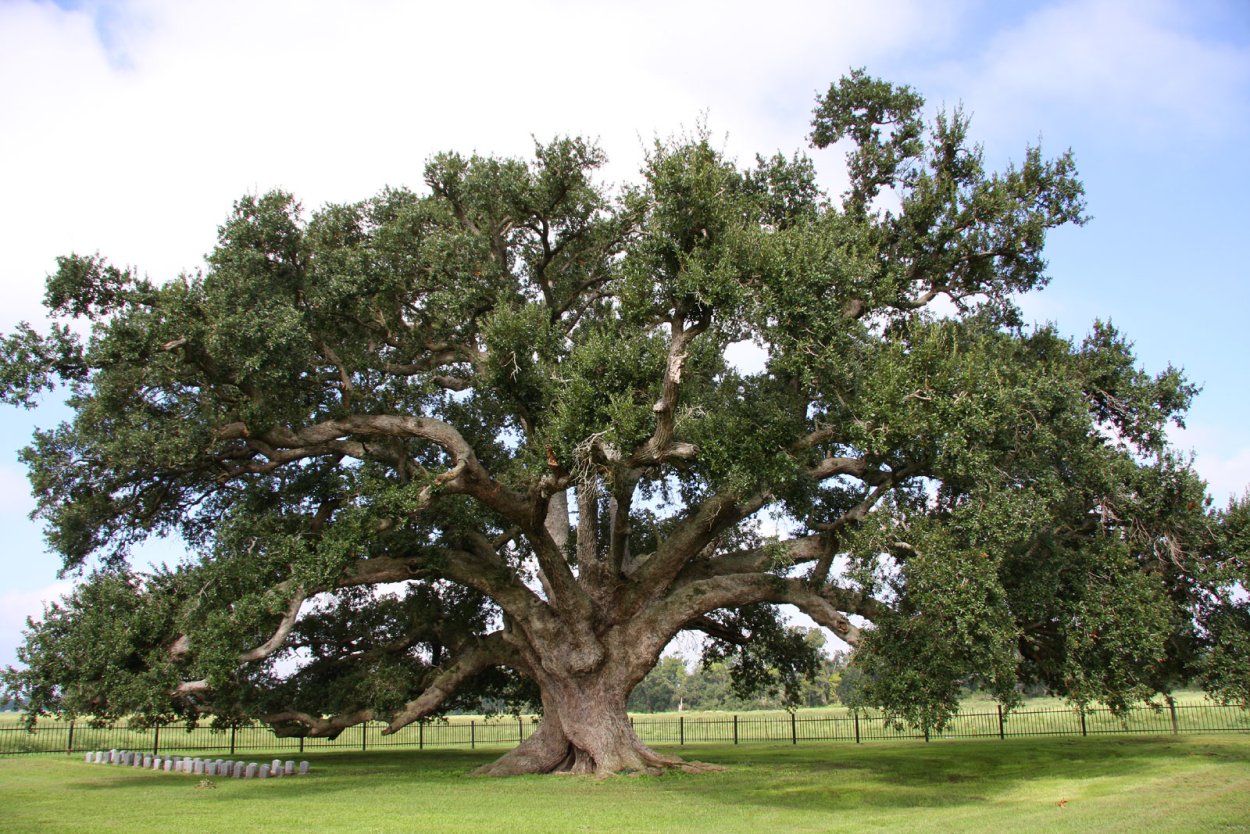Луизиана болота Миссисипи кипарисы