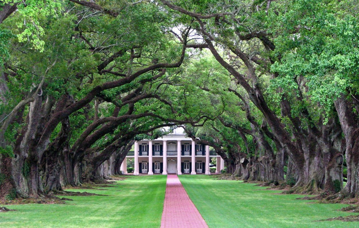 Раскидистые деревья в США