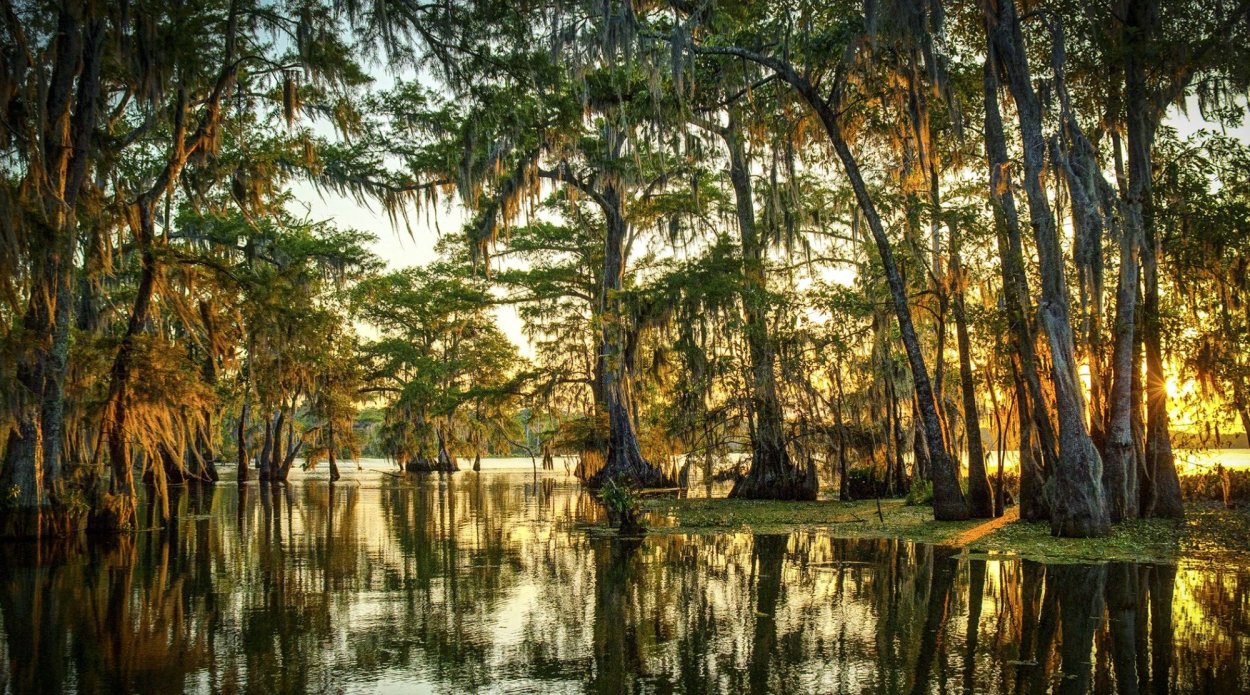 Джорджия испанский мох