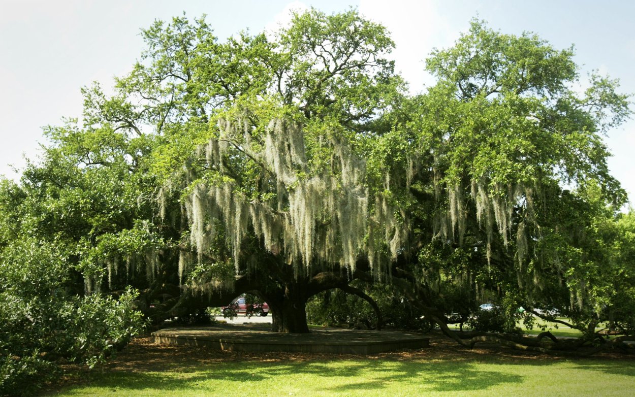 Висячие деревья в Луизиане
