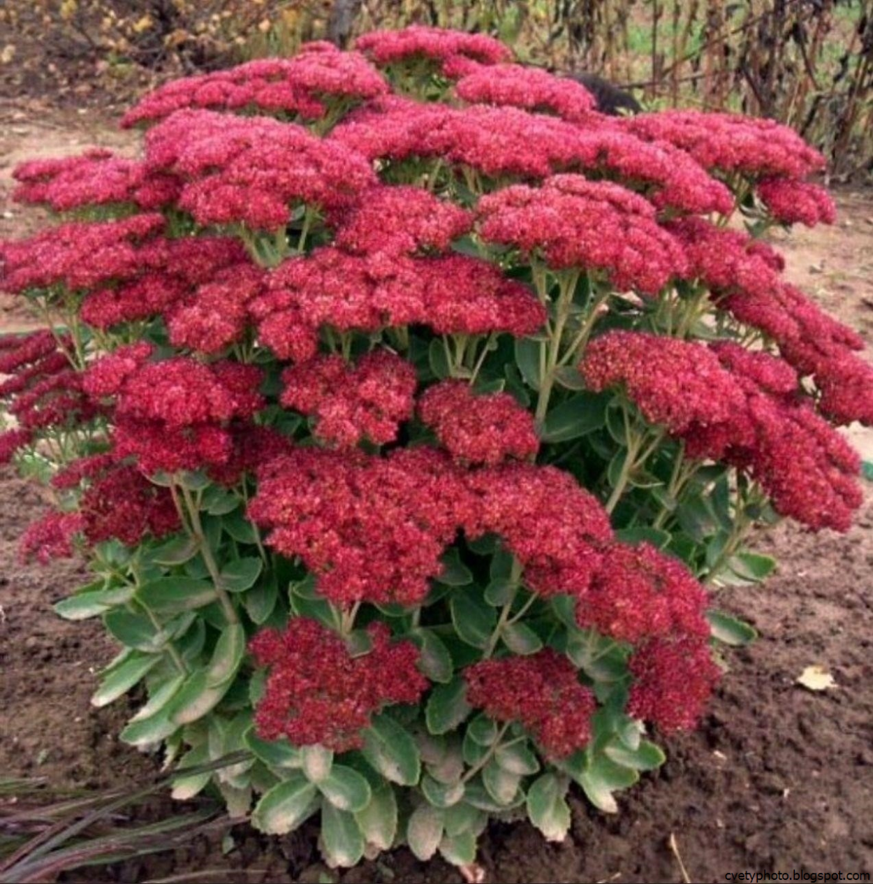 Седум Herbstfreude