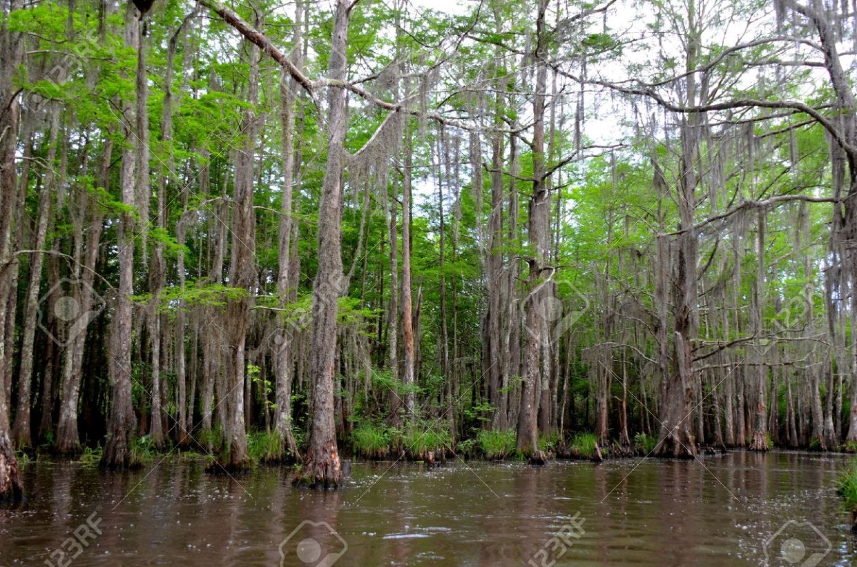 Испанский Мосс деревья