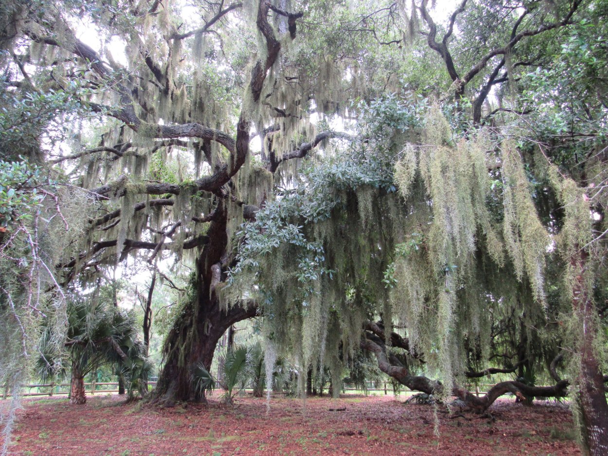 Обои Луизиана 02