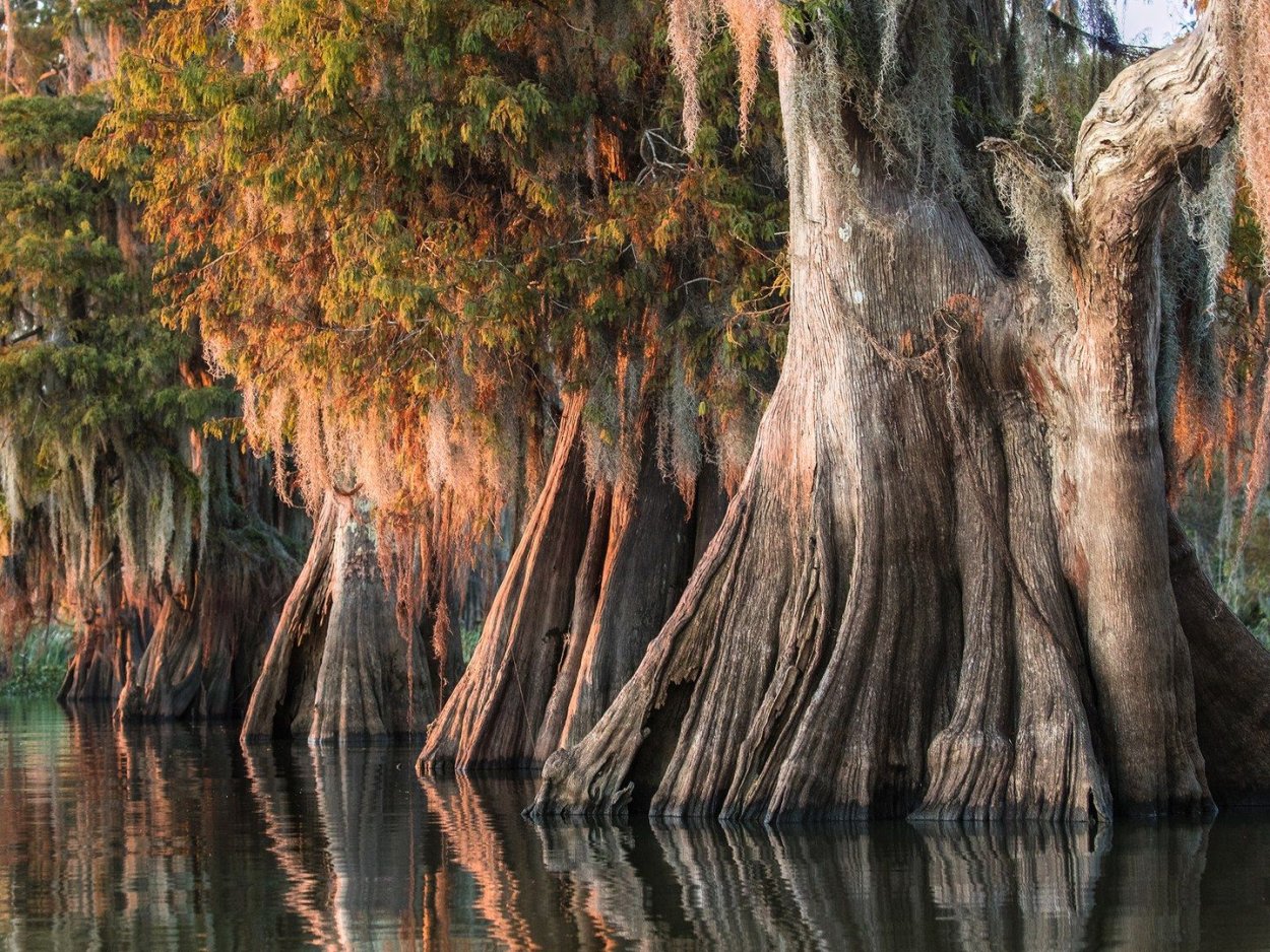 Луизиана штат Калифорния