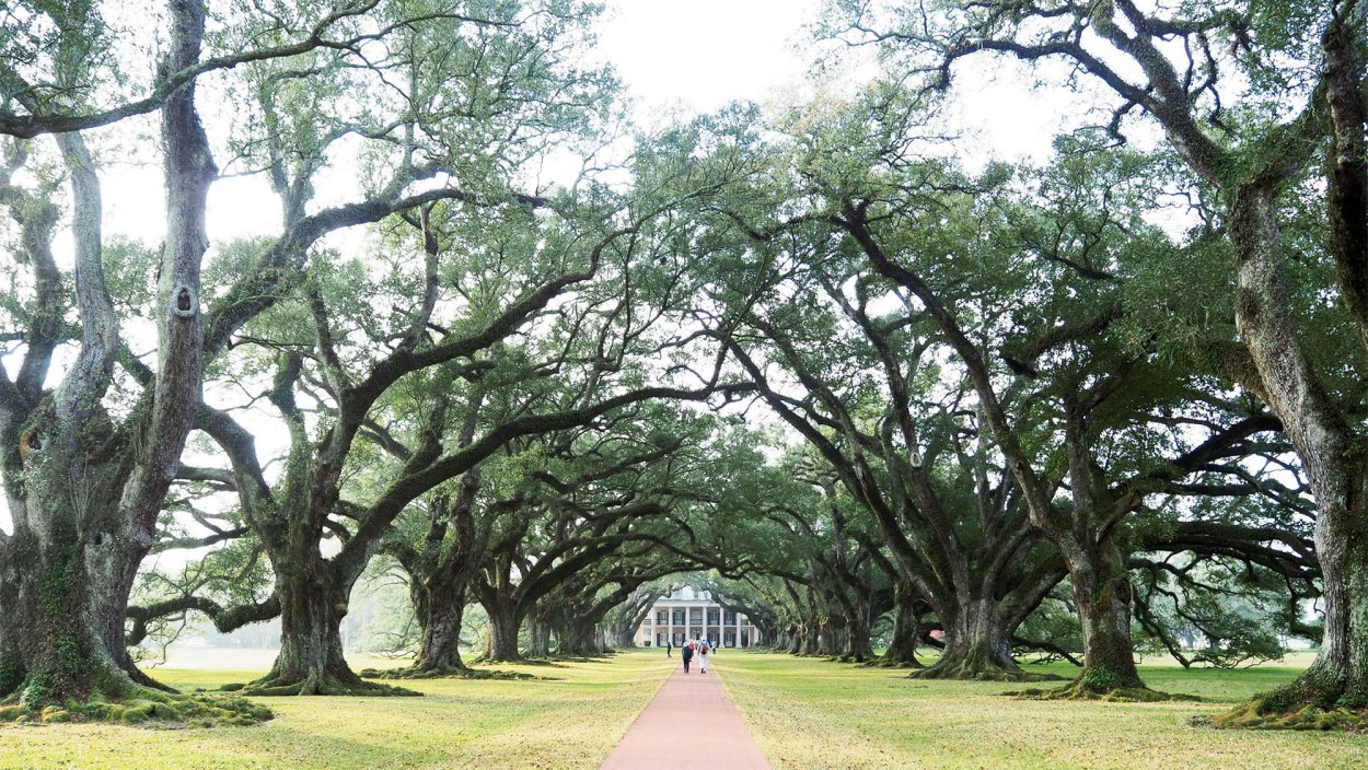 Луизианские плантации