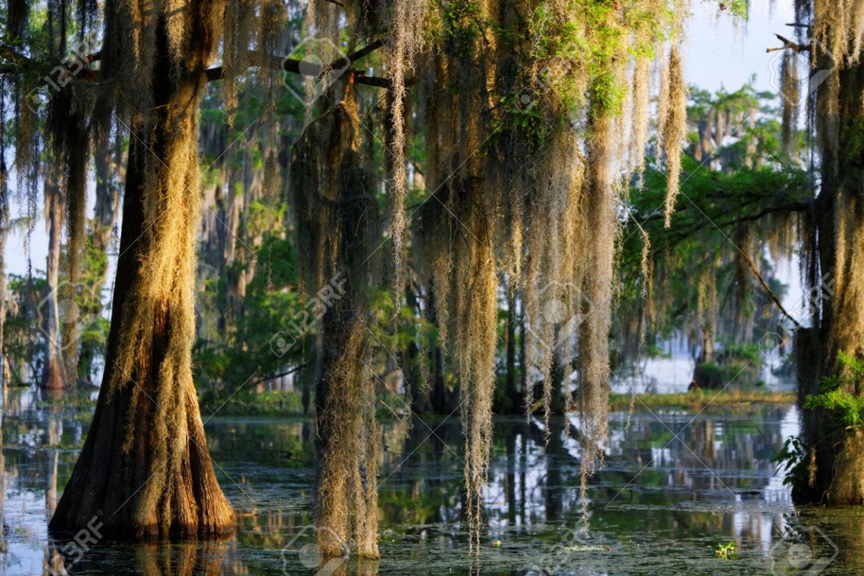 Дуб семейство