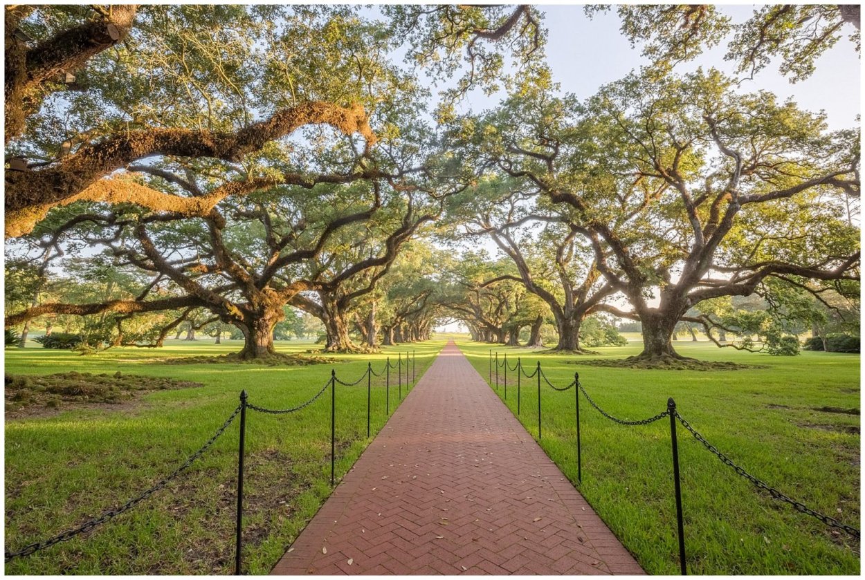 Сухой затопленный лес