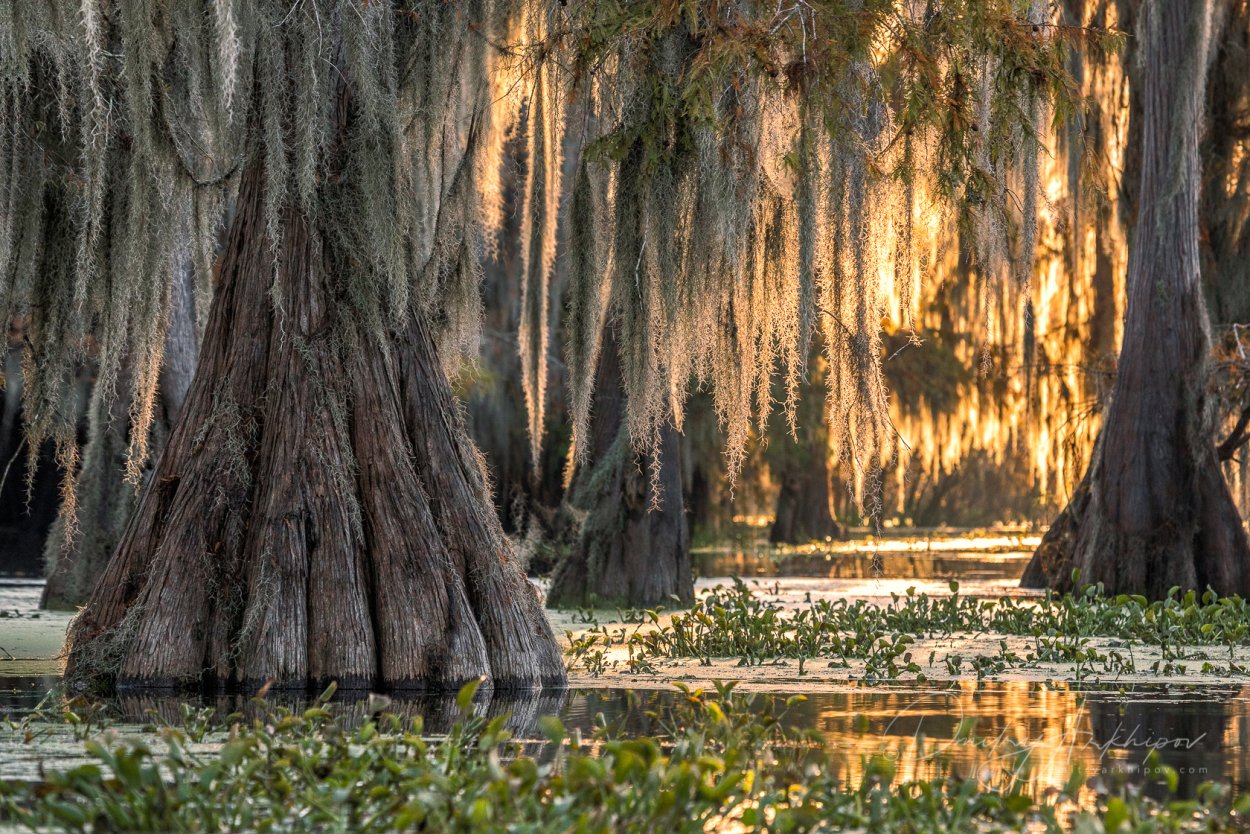 Плантация Мелроуз