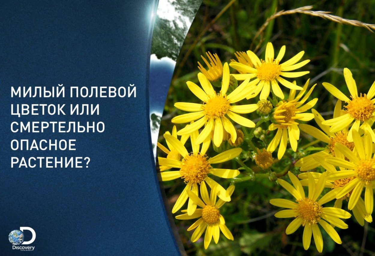 Люпик рисунок