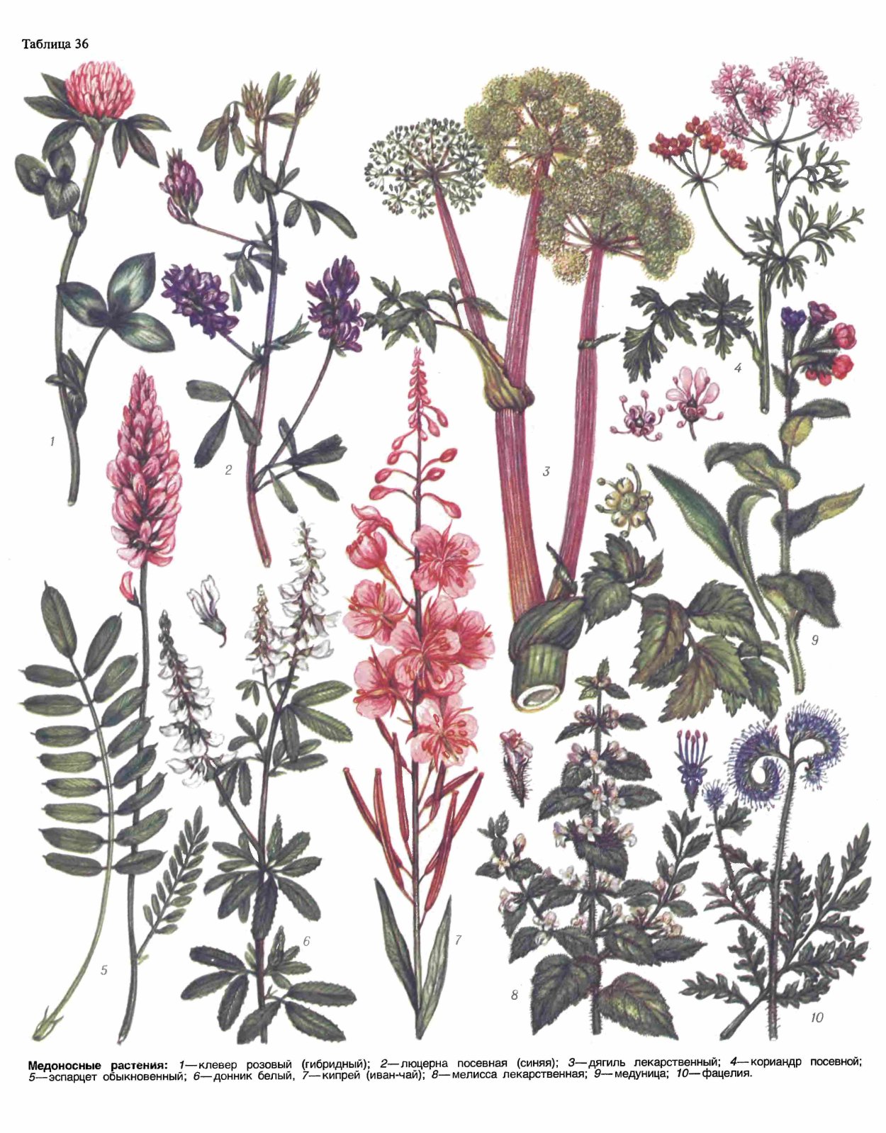 Лекарственные растения иллюстрации