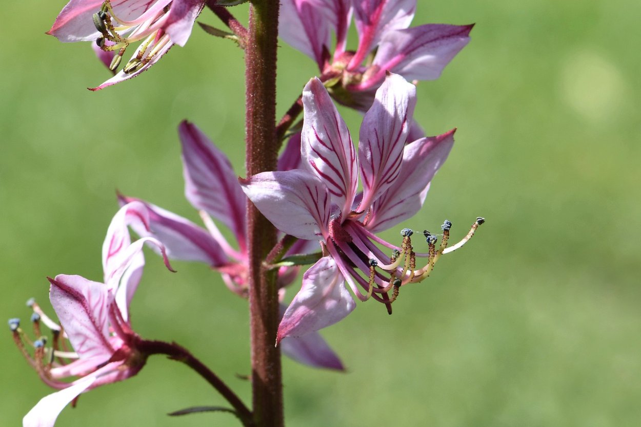 Ясенец кавказский