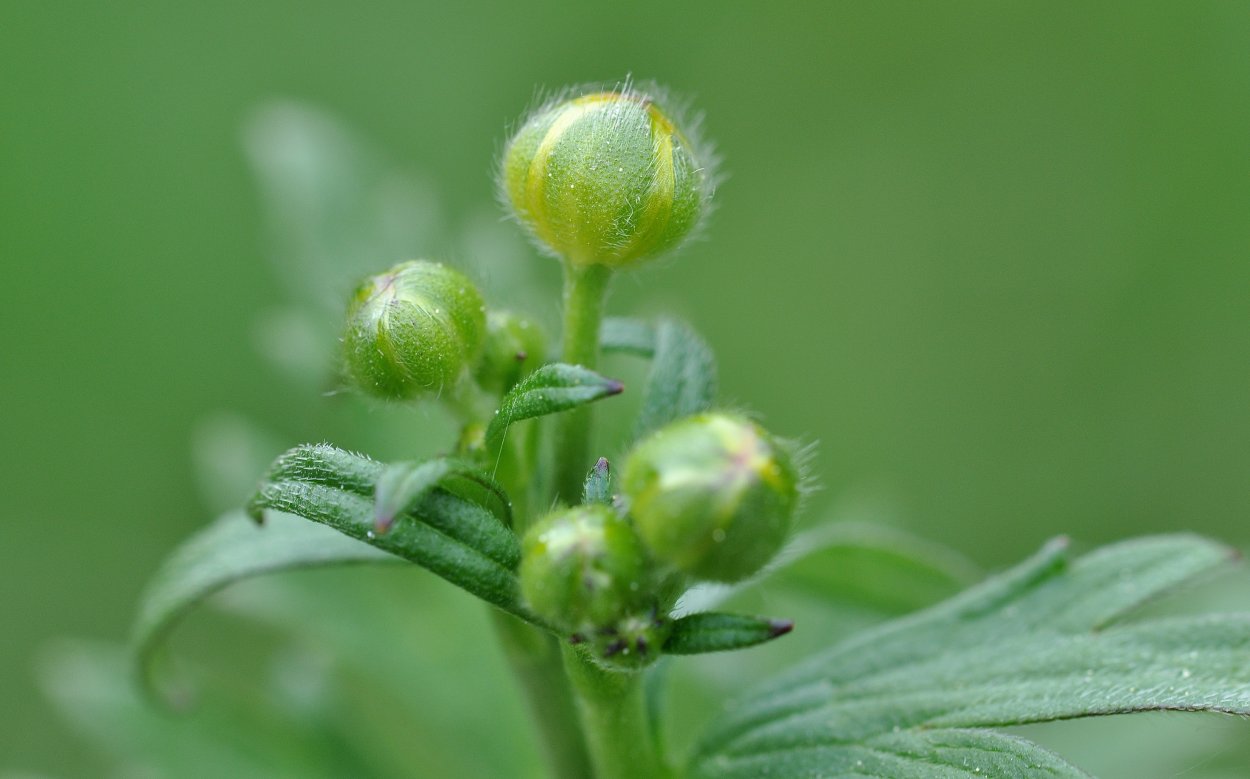 Лютик полевой